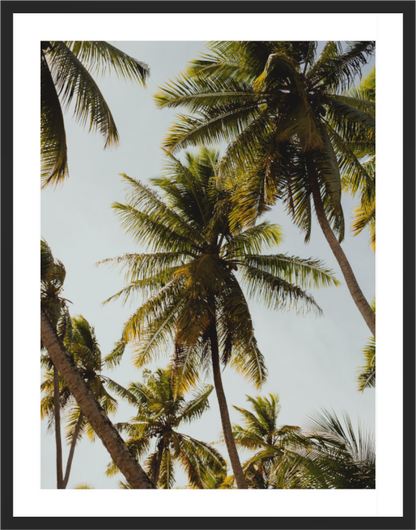 Palms - La Digue Vertical