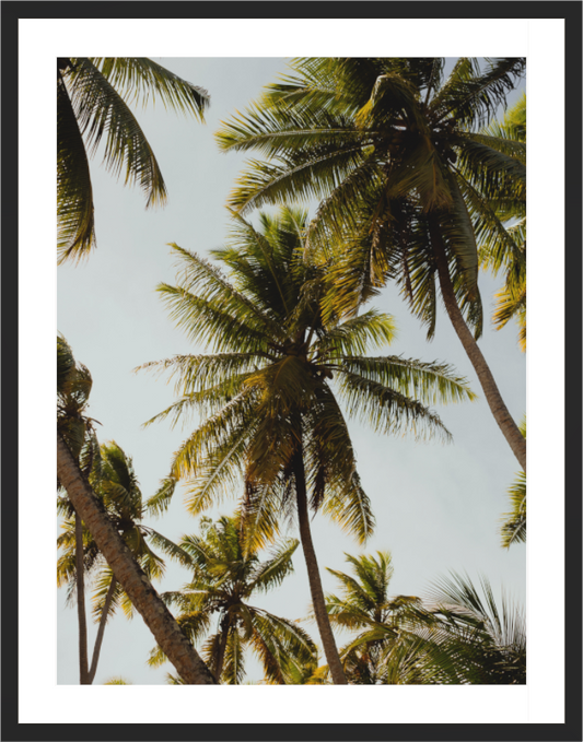 Palms - La Digue Vertical